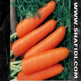 SBJEI-FRESH CARROT